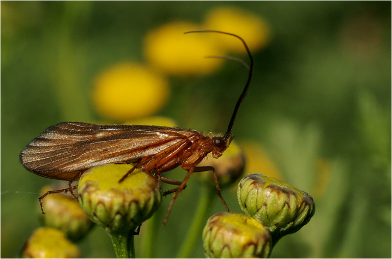 photo "***" tags: nature, insect