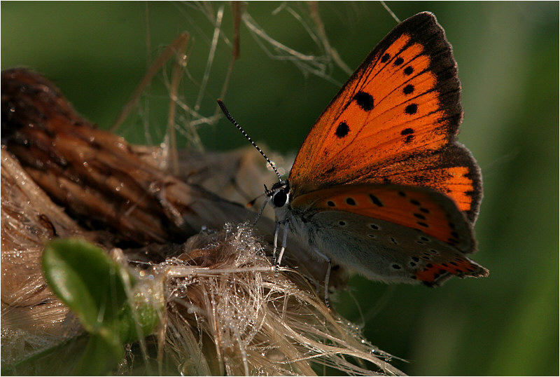 photo "***" tags: nature, insect