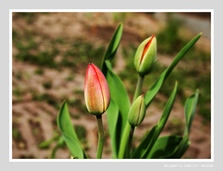 photo "***" tags: nature, flowers