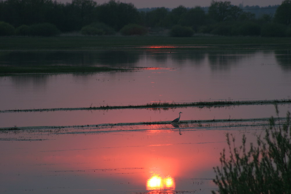 photo "Evening." tags: landscape, nature, sunset, wild animals