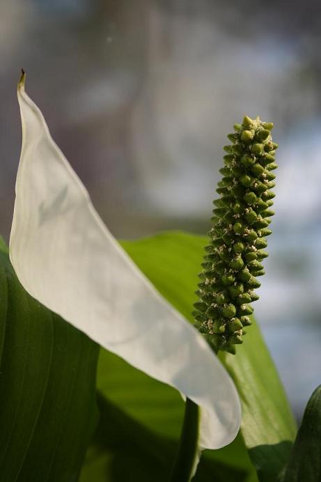 photo "***" tags: still life, 