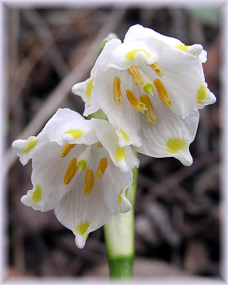 photo "* * *" tags: macro and close-up, nature, flowers