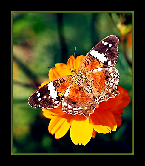 photo "Butterfly" tags: nature, macro and close-up, insect