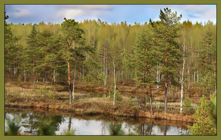 фото "Весенний лес" метки: пейзаж, весна, лес