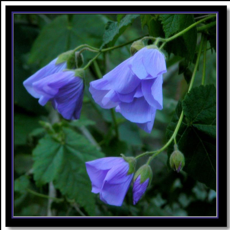 photo "abutilon wild forest" tags: nature, flowers