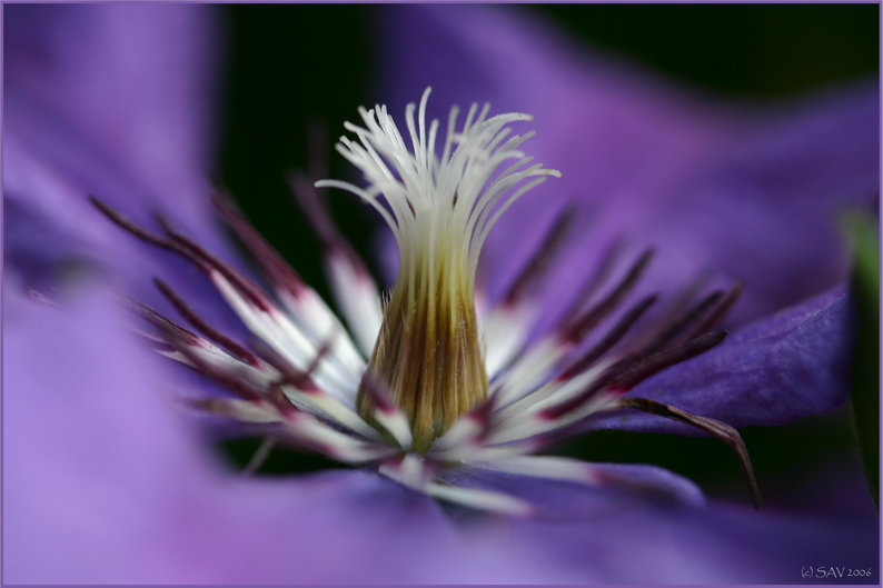 photo "***" tags: macro and close-up, nature, flowers