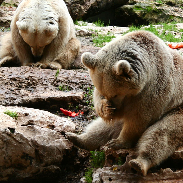 фото "Bears meditation class" метки: природа, юмор, дикие животные