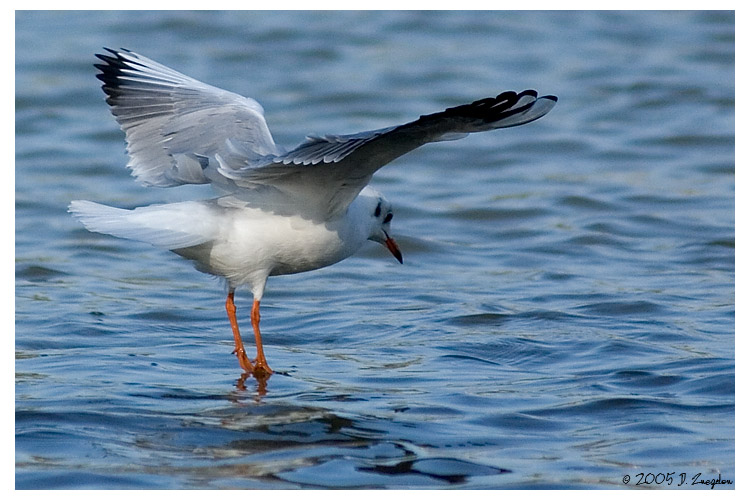 photo "Ballet" tags: nature, landscape, water, wild animals