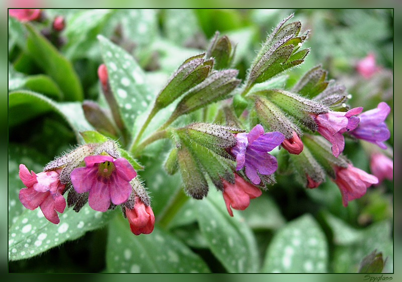 photo "Flowers" tags: nature, macro and close-up, flowers