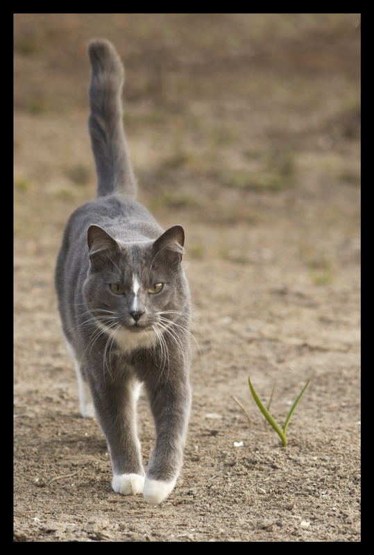 photo "***" tags: nature, pets/farm animals