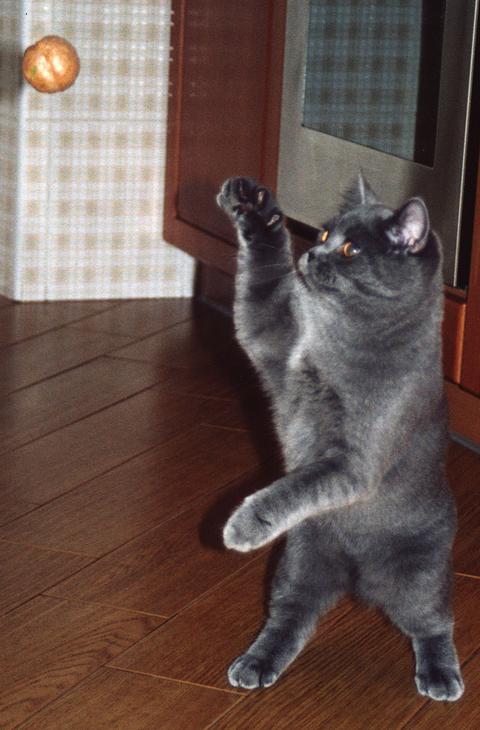 фото "Кот волейболист...Cat the volleyball player" метки: , 