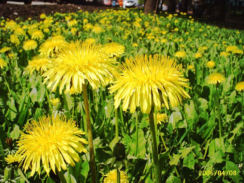 photo "Dandelions" tags: macro and close-up, 