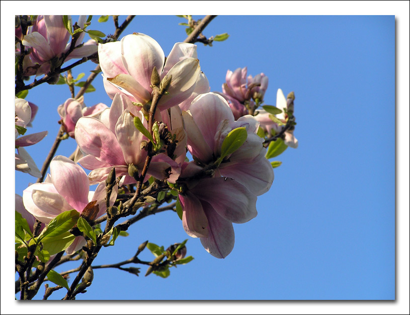 photo "Magnolia" tags: nature, macro and close-up, flowers