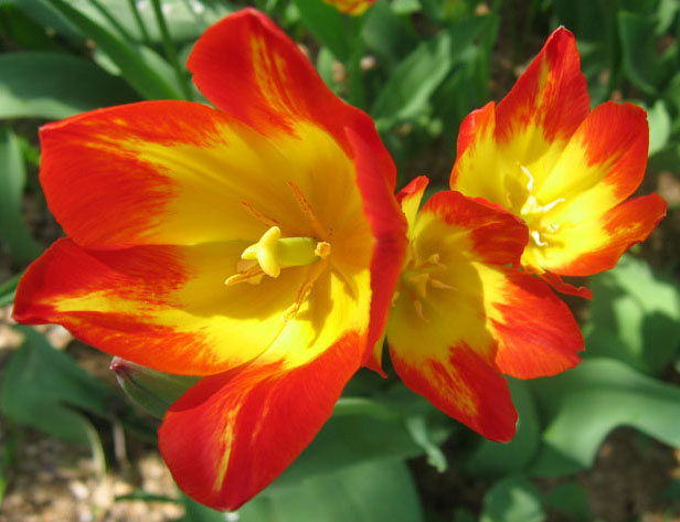 photo "Tulip2" tags: nature, macro and close-up, flowers