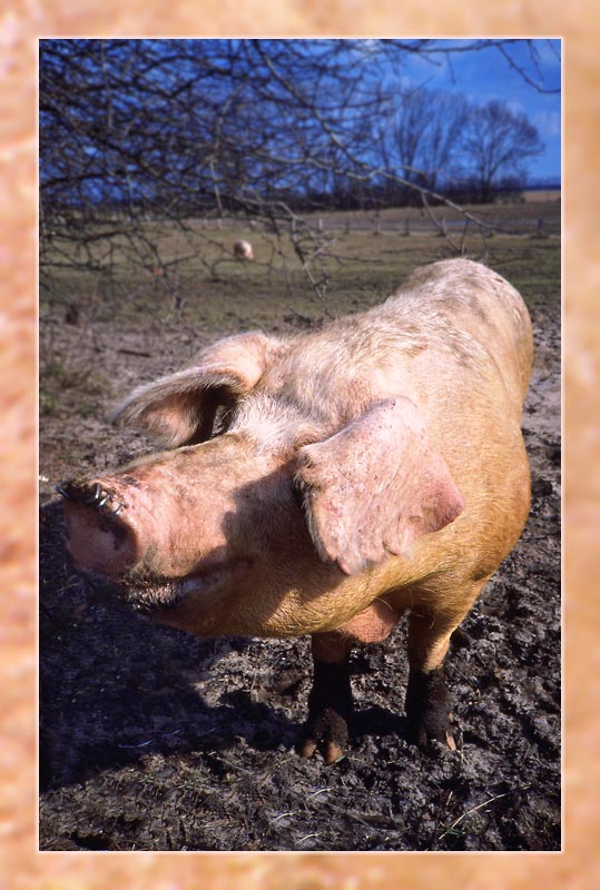 фото "oink , oink..." метки: портрет, природа, домашние животные