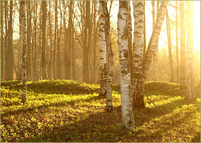 photo "The sun in a wood" tags: landscape, forest