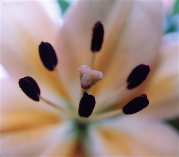 photo "Crown" tags: nature, macro and close-up, flowers