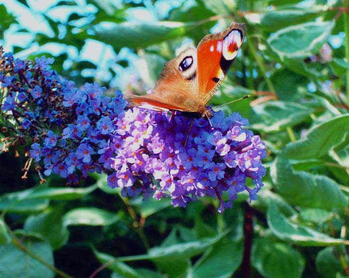 photo "" Peacock "" tags: nature, flowers, insect