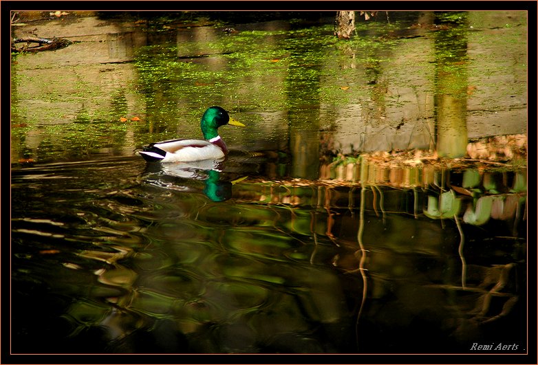 фото "alone in trouble water" метки: природа, пейзаж, вода, дикие животные