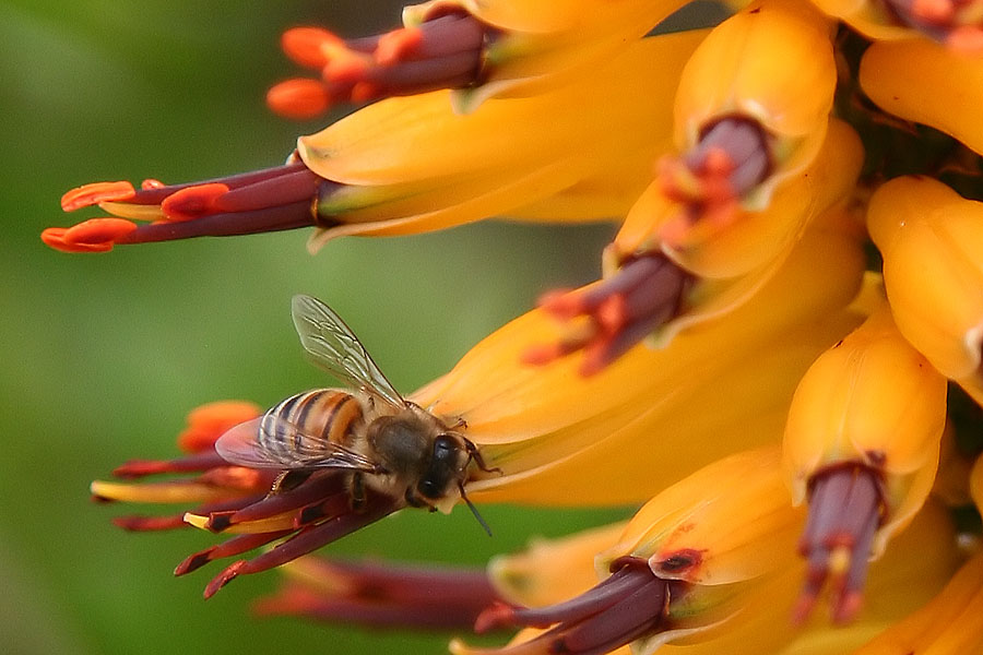 фото "Honey work" метки: природа, макро и крупный план, насекомое