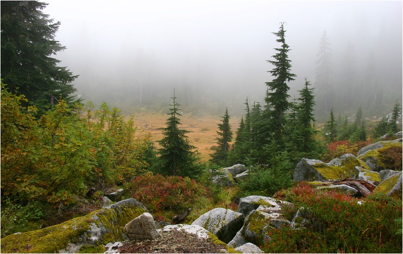 photo "Forest in the Fog" tags: landscape, autumn, forest