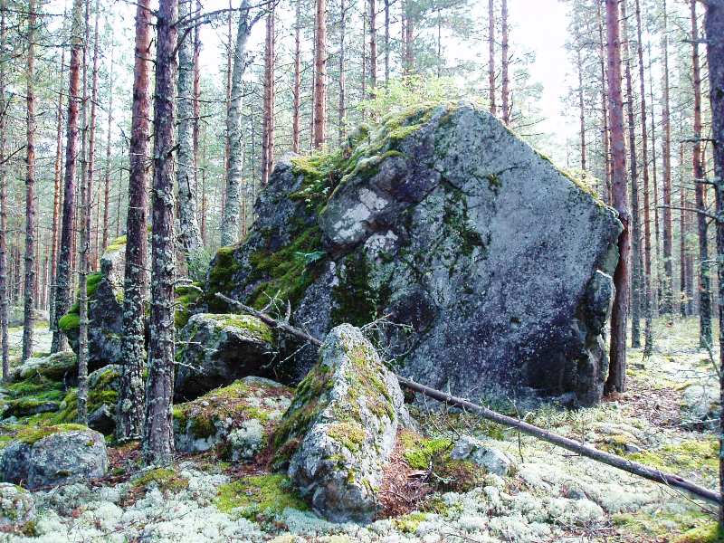 фото "В лесу" метки: пейзаж, лес