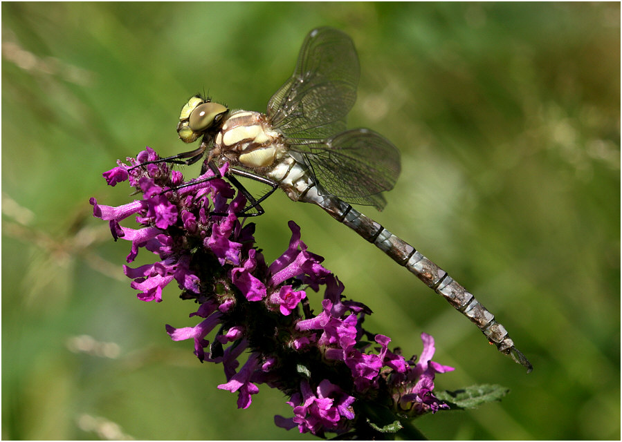 photo "***" tags: nature, insect