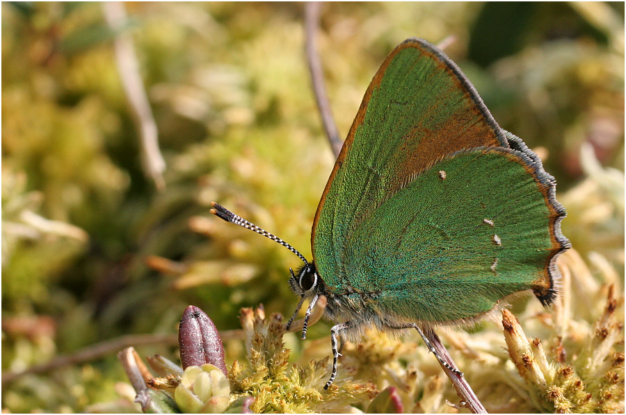 photo "***" tags: nature, insect