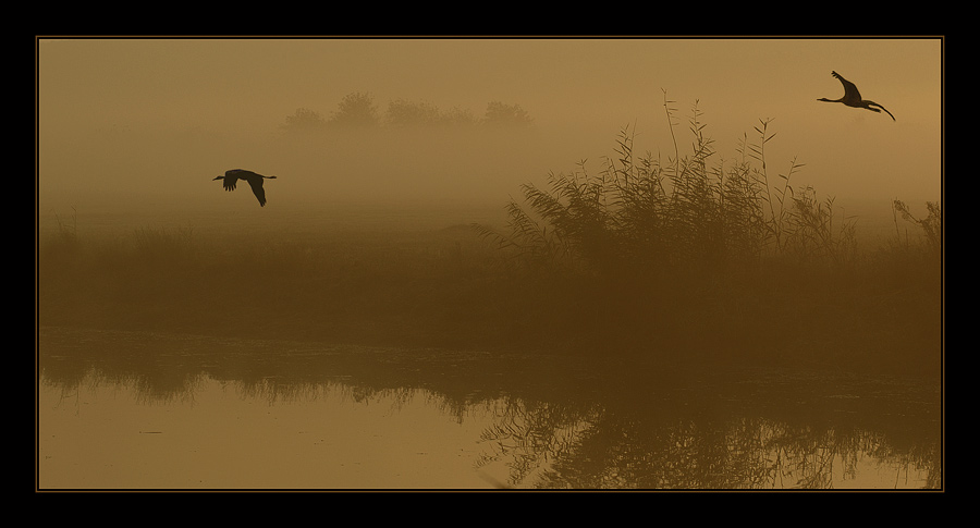 photo "***" tags: landscape, nature, autumn, wild animals