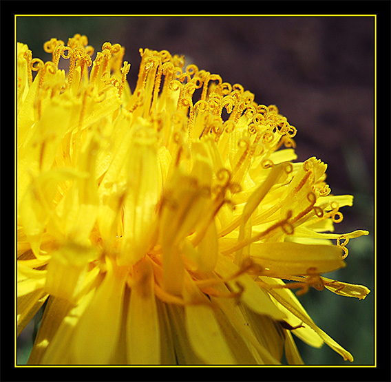 photo "Сirrus Of Dandelion" tags: macro and close-up, 