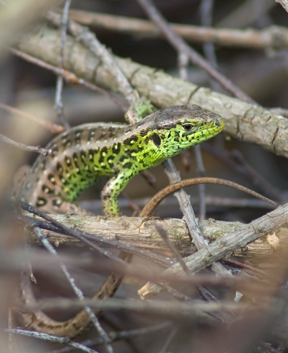 photo "***" tags: nature, macro and close-up, wild animals