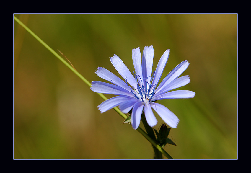 photo "I paint in Blue for You." tags: nature, macro and close-up, flowers