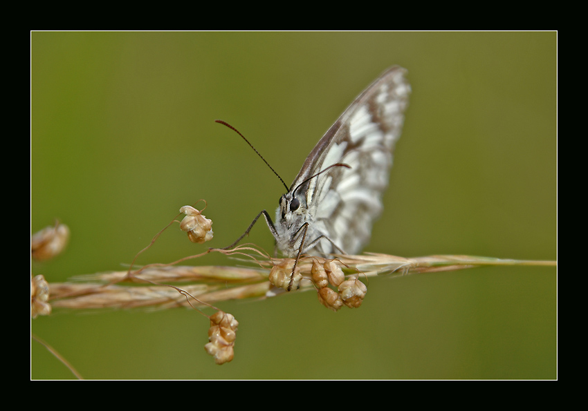 photo "Look in my Eyes!" tags: nature, flowers, insect