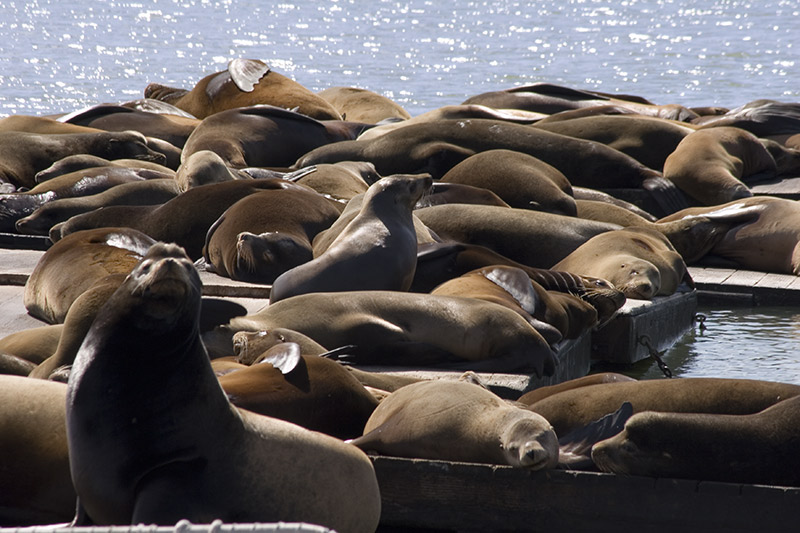 photo "seals on wharf" tags: nature, wild animals