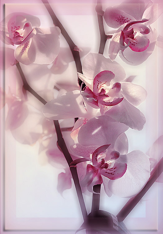 фото "Розовая дымка" метки: природа, макро и крупный план, цветы