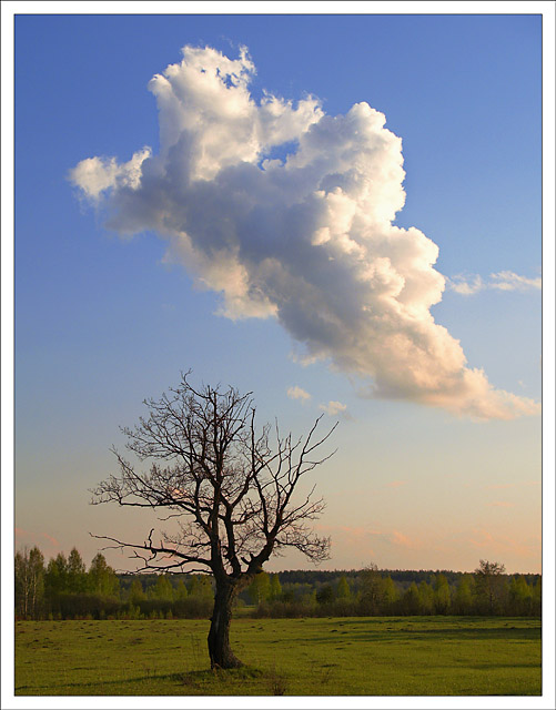 photo "***" tags: landscape, clouds, forest