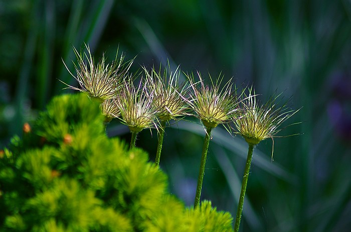 photo "***" tags: nature, flowers