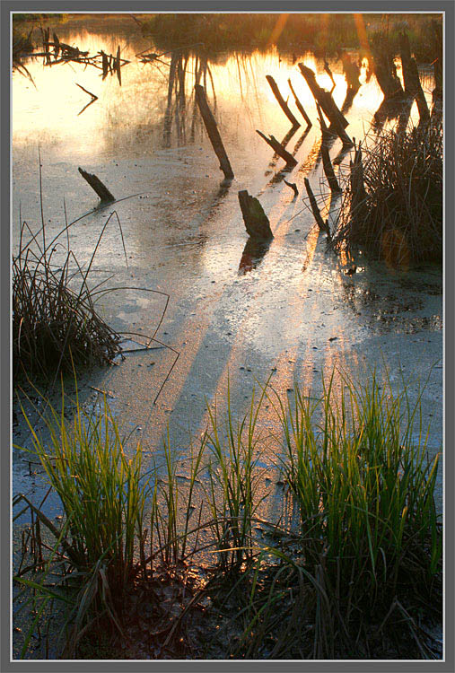 фото "Болото-закат" метки: пейзаж, вода, закат