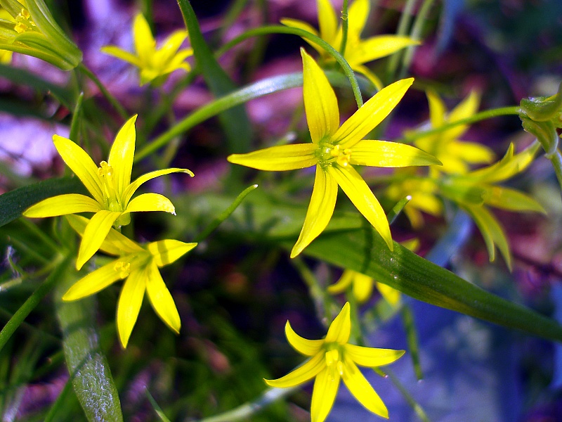 photo "***" tags: nature, macro and close-up, flowers