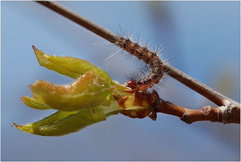 photo "Your lettuce, Sir!" tags: nature, macro and close-up, insect