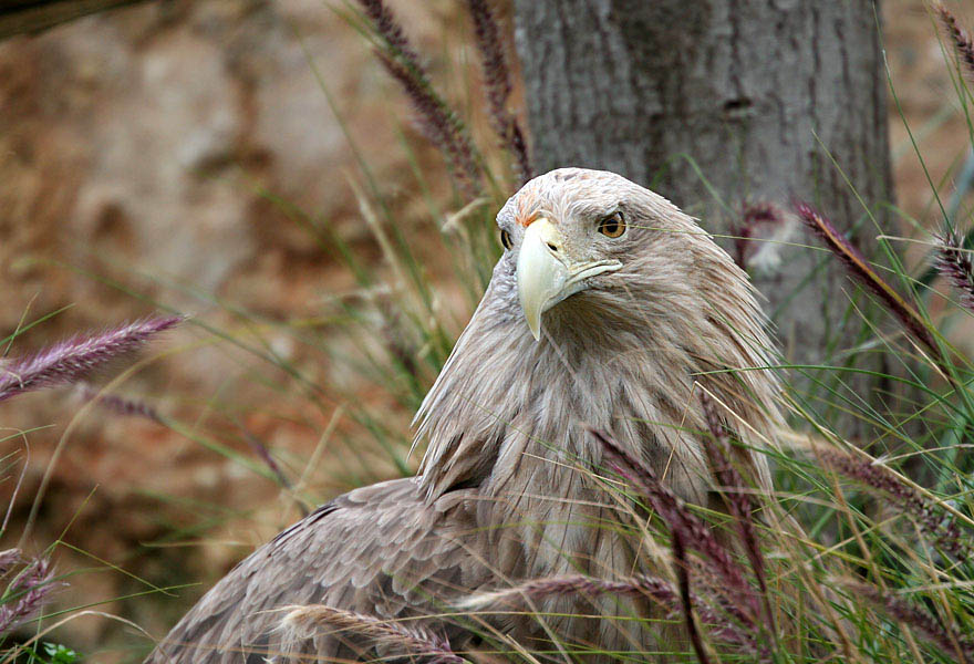 фото "Eagle in the grass" метки: природа, путешествия, дикие животные