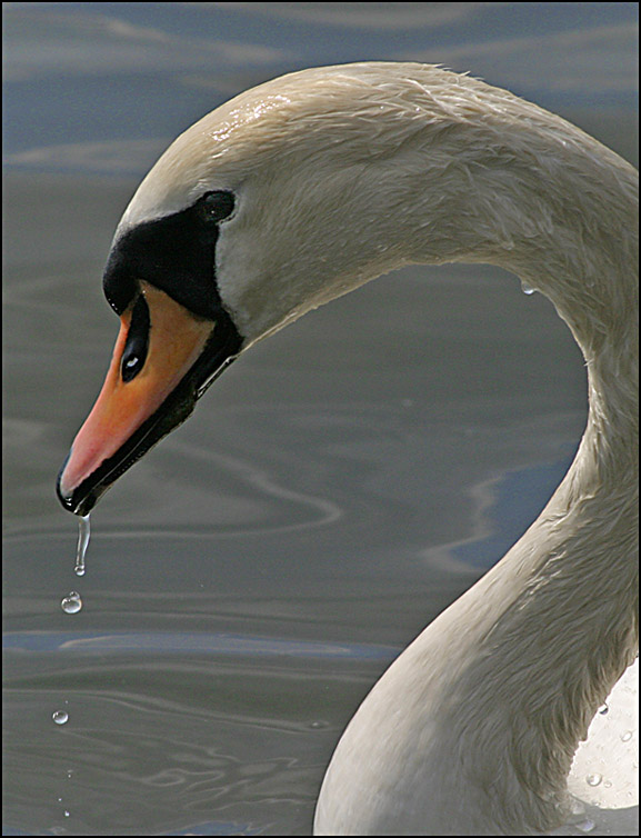 фото "Swan" метки: природа, дикие животные