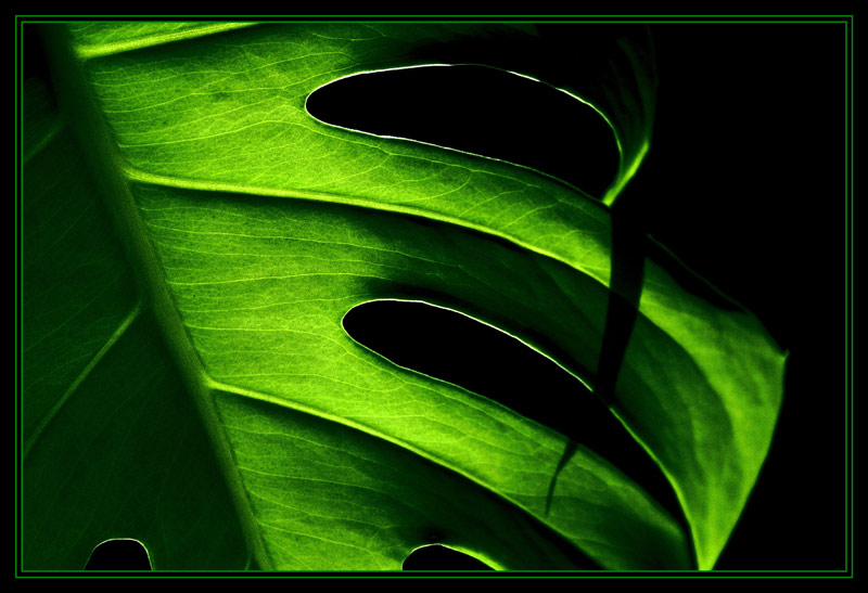 photo "Monster Leaf" tags: macro and close-up, still life, 