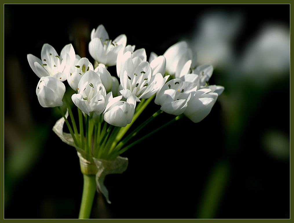 фото "***" метки: природа, домашние животные