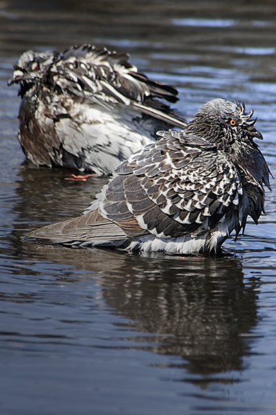 photo "wet pigeons" tags: nature, 