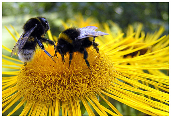 photo "Competitors." tags: nature, flowers, insect