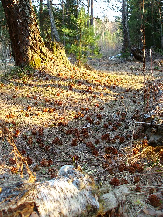 photo "***" tags: landscape, forest, spring