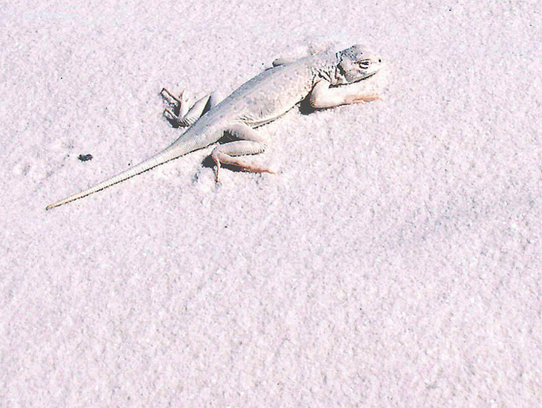 фото "Bleached Earless Lizard" метки: природа, путешествия, Северная Америка, дикие животные