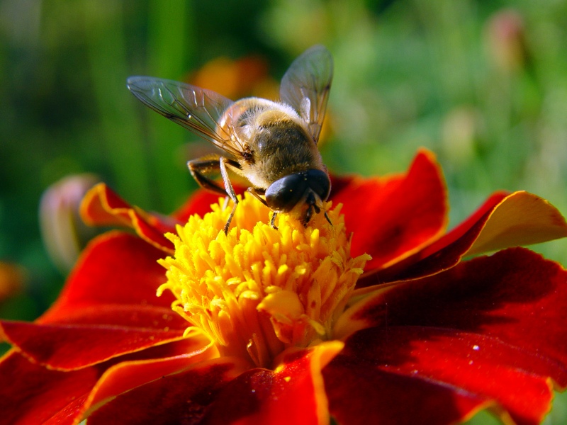 photo "***" tags: nature, macro and close-up, insect