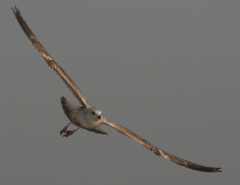 photo "flight" tags: nature, wild animals